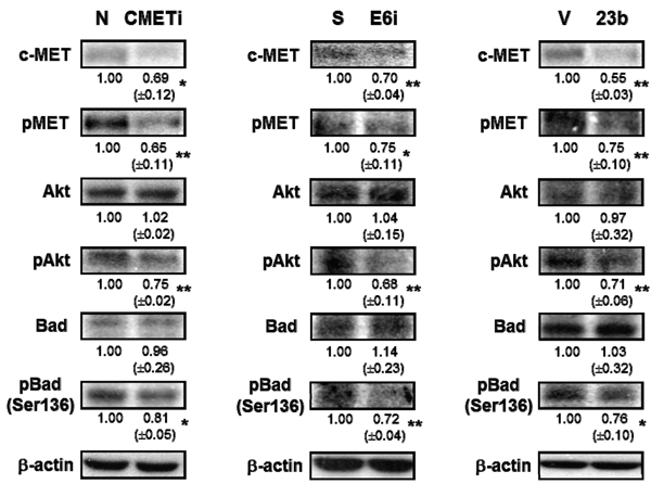 The effect of HPV-16 E6, miR-23b and c-MET on the expressions of proteins in the c-MET/Akt pathway in SiHa cells.