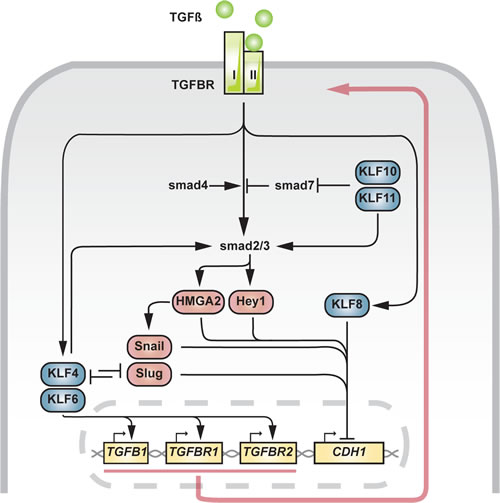 Fig 3: Involvement of