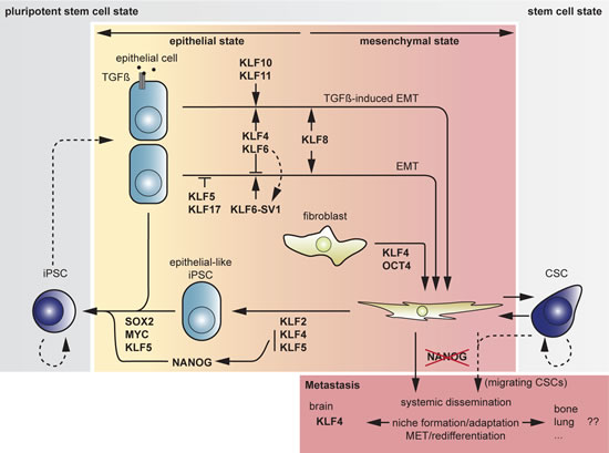 Fig 5: Overview of transitions between cell states and associated actions or counteractions by