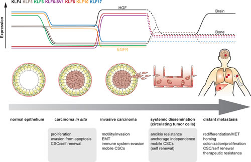 Fig 6: Hypothetic view on the plasticity of