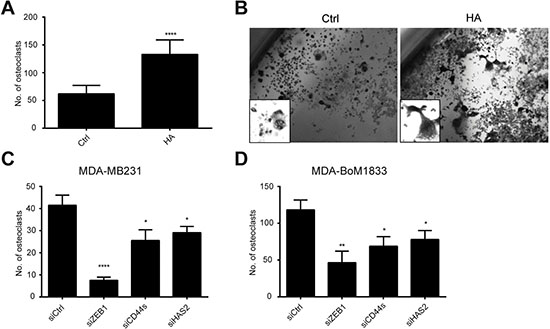 HA-enriched conditioned medium of MDA-MB231 and MDA-BoM1833 cells induces osteoclast differentiation of Raw264.7 cells to osteoclasts.
