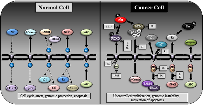 The subcellular distribution of oncogenes and tumor suppressors in normal cells and their redistribution following transformation.