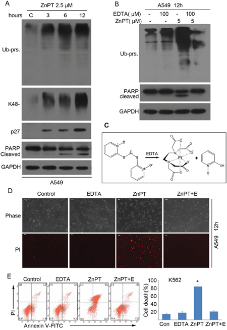 Proteasome inhibition is required for ZnPT to induce apoptosis.