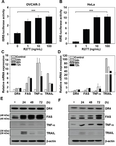 Ability of R27T to increase the expression of apoptotic mediators.