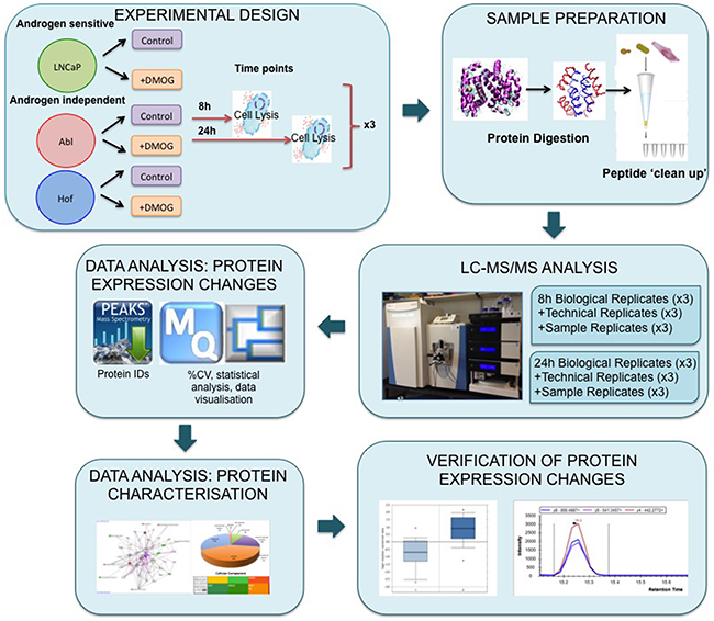 Experimental workflow for proteome scale analysis of the impact of hypoxia in prostate cancer cells.