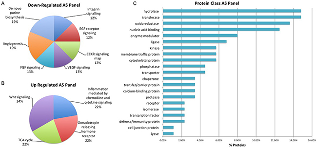 Biological Interrogation of Androgen Sensitivity (AS)-Associated Proteins of Interest.