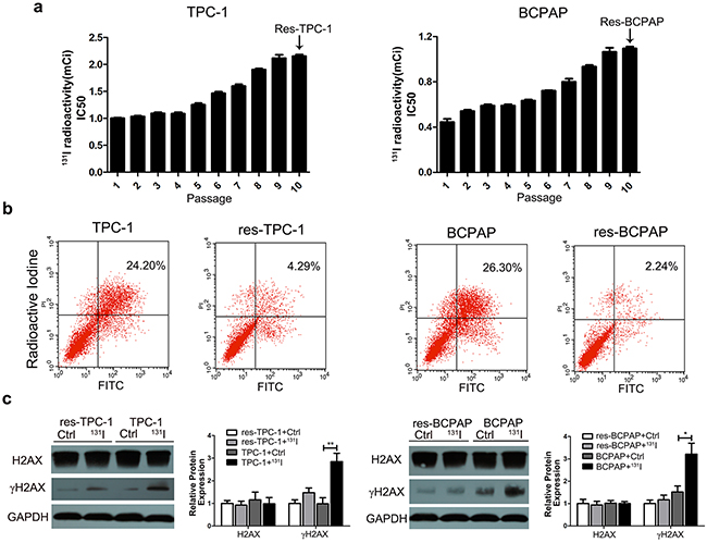 The long-term sub-lethal dose of 131I exposure induces the tolerance of thyroid cancer cells.