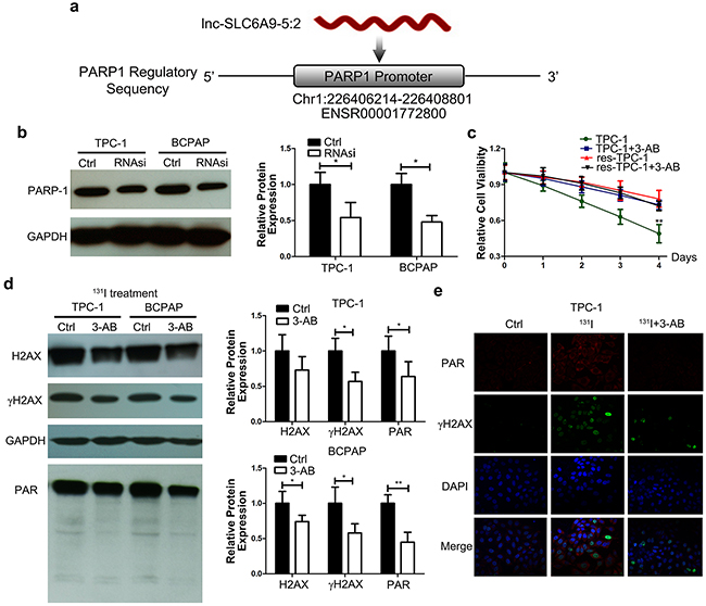 SLC6A9 is positively correlated with PARP-1 expression, and PARP-1 inhibition restored the 131I tolerance of thyroid cancer cells.