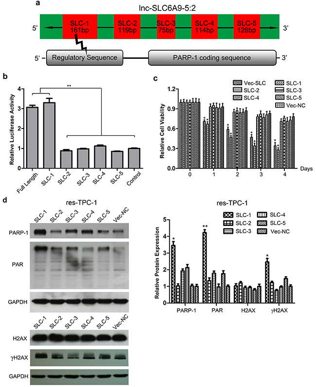 Fragment 1 of SLC6A9 (SLC6A9-1) regulates PARP-1 expression and activity.