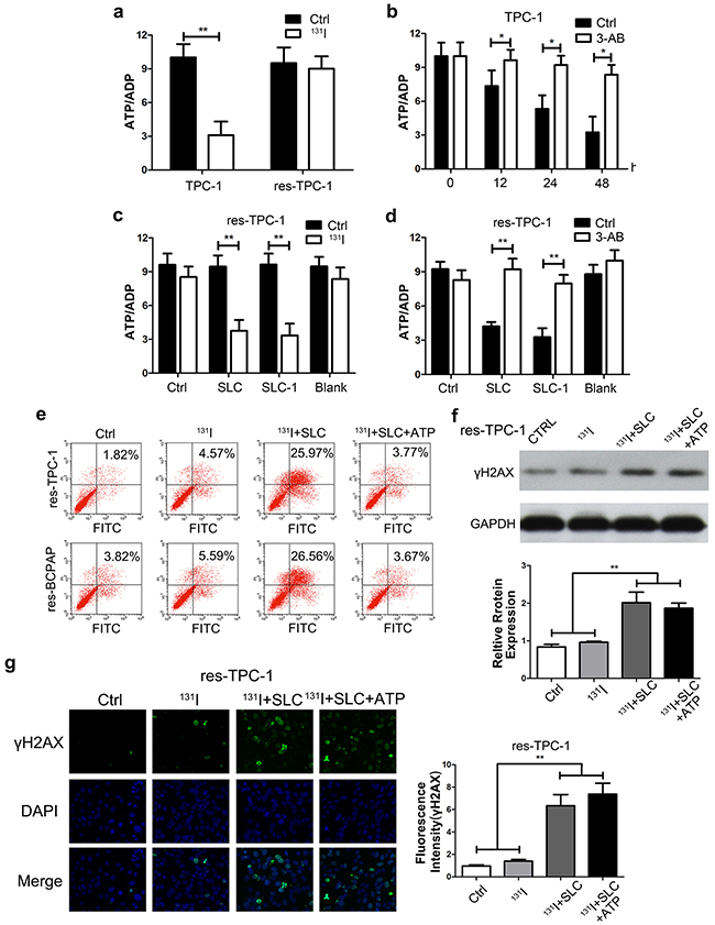 Upregulation of the SLC6A9-PARP-1 pathway enhanced the sensitivity to 131I treatment through energy exhaustion during excess DNA repair.