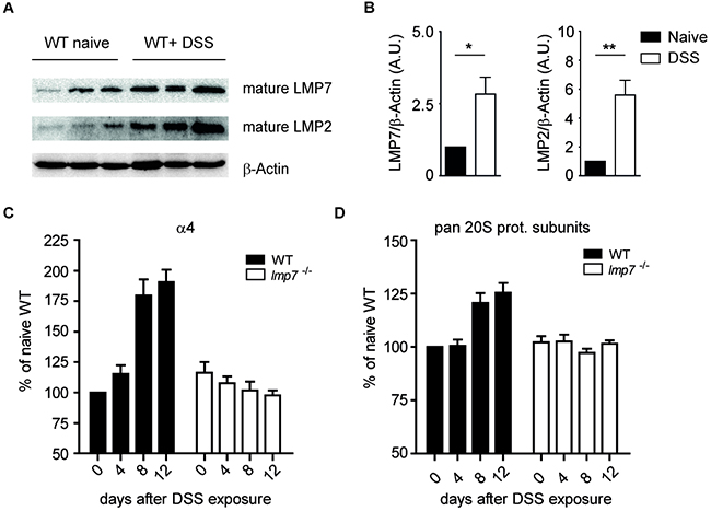 Abundance of proteasomal subunits after treatment of WT mice with DSS.