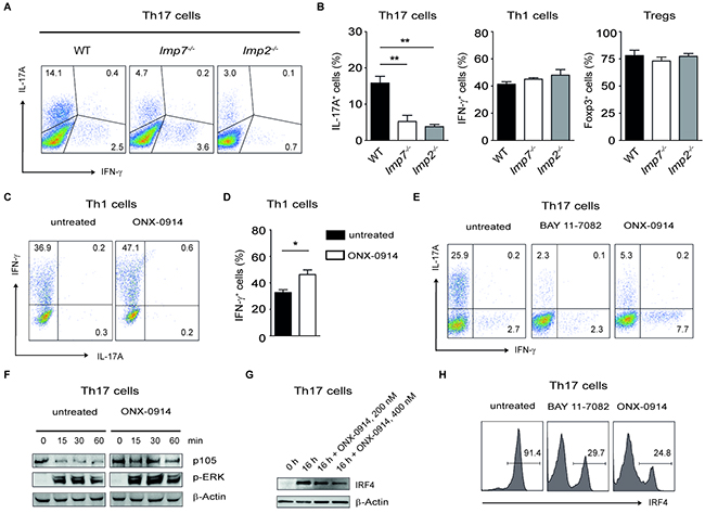 Specific blockade of LMP7 reduces Th17- but not Th1-mediated immune responses.