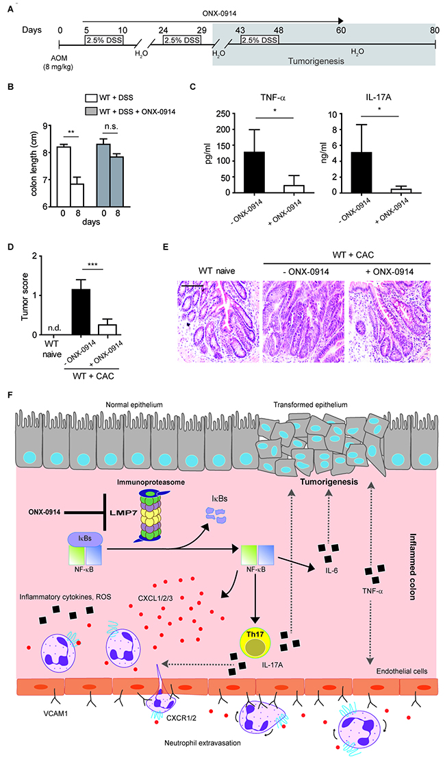 Specific blockade of LMP7 inhibits development of CAC.