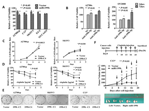 Fig 3: MiR-199b-5p sensitizes chemoresistant ovarian cancer cells to cisplatin-induced cytotoxicity in vitro and in vivo.