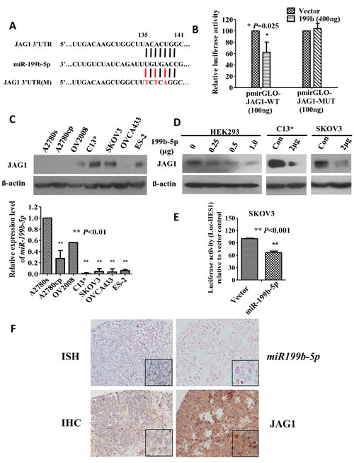 Fig 4: JAG1 is a direct target of mir199b-5p and a key factor mediating Notch1 signaling activity in chemoresistant ovarian cancer.
