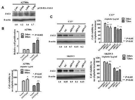 Fig 5: JAG1 enhances ovarian cancer cell growth and cisplatin-resistance.