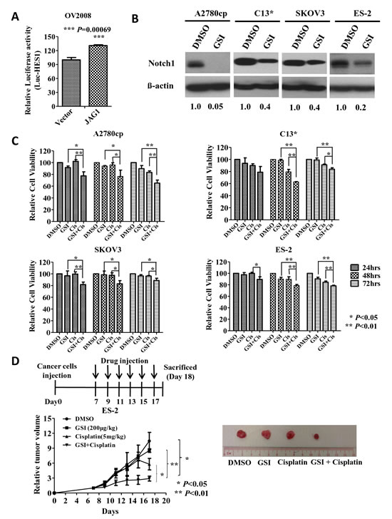 Fig 6: JAG1 enhances the chemoresistance of ovarian cancer cells by activating Notch1 signaling activity.