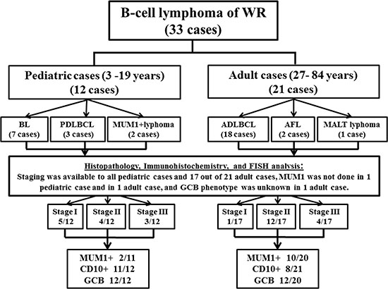 The description of the categorization of 33 cases of B-cell lymphoma of WR.