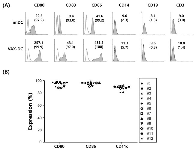 Surface immunophenotypes and T cell proliferation capacities of VAX-DC/MM were shown in the representative and 12 individual data of VAX-DC/MM.