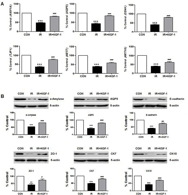 Effect of KGF-1 on salivary mRNA and protein expression.