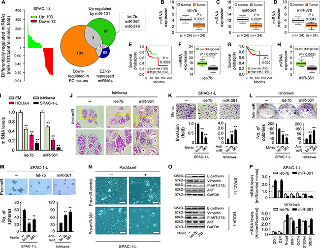 let-7b and miR-361 are tumor suppressors potentially regulated by EZH2.