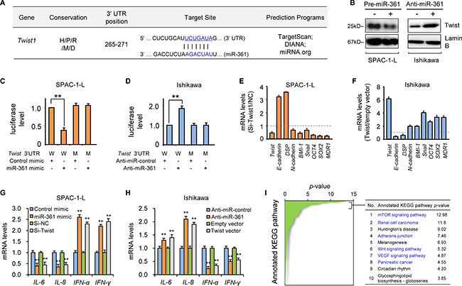 MiR-361 directly targets Twist and modulates its downstream genes.