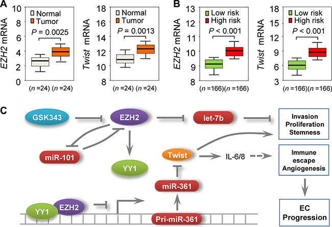 Clinical relevance of the EZH2&#x2013;miR-361-Twist axis in EC.