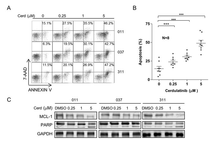 Cerdulatinib induces apoptosis in CLL in association with MCL-1 down-regulation and PARP cleavage.