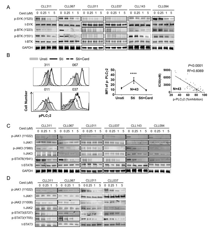 Cerdulatinib effectively blocks BCR and JAK-STAT signaling pathways.
