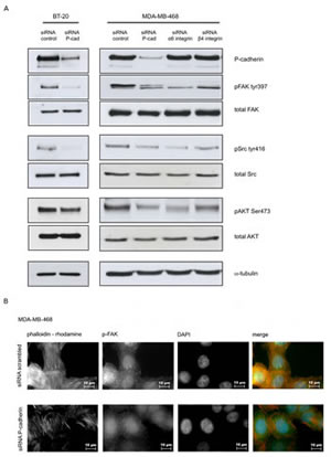 P-cadherin signaling in response to laminin involves FAK/Src activation.