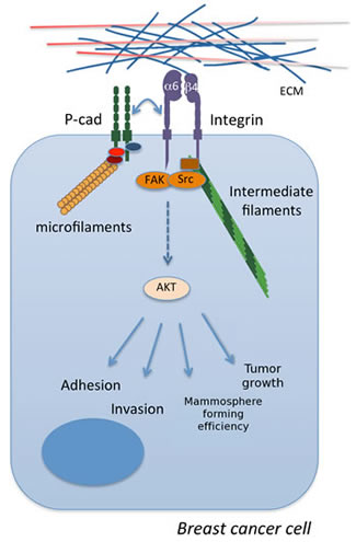 The crosstalk between P-cadherin and &#x3b1;6&#x3b2;4 integrin in basal-like breast cancer.