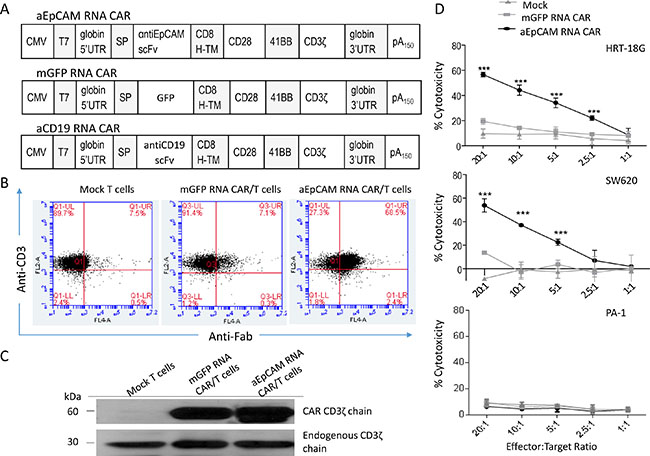Electroporation of mRNA encoding anti-EpCAM CAR in human T cells and cytotoxicity of the CAR-modified T cells.
