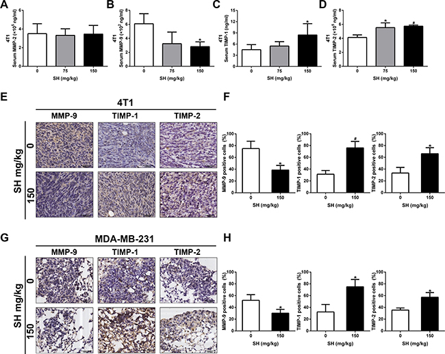 SH decreased MMP-9 and increased TIMP-1, TIMP-2 levels in both mouse model.