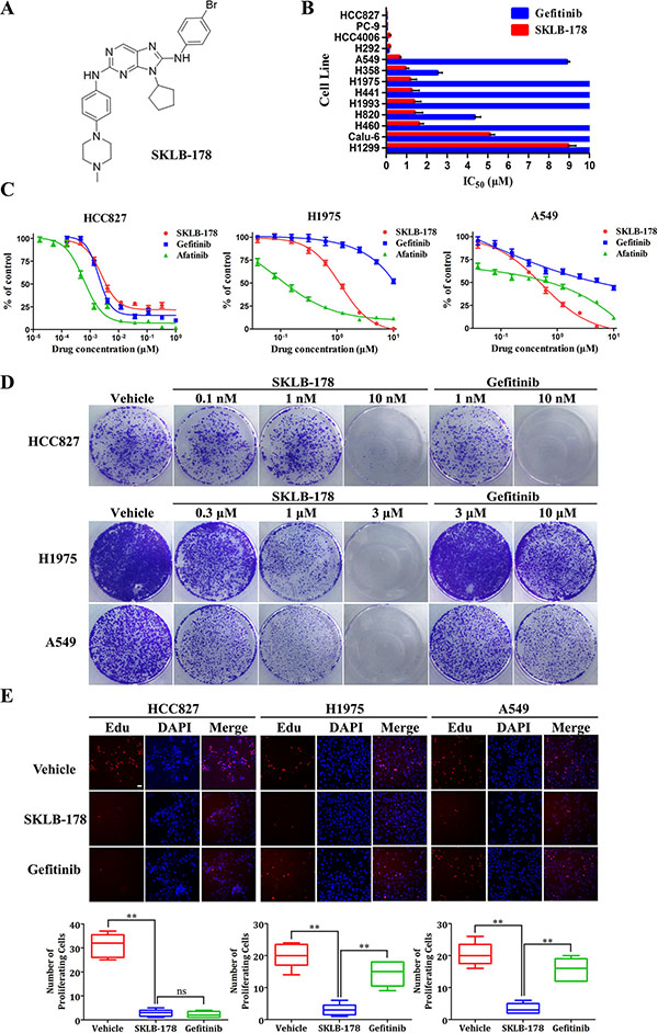 SKLB-178 treatment inhibits the growth of a subset of NSCLC cell lines.
