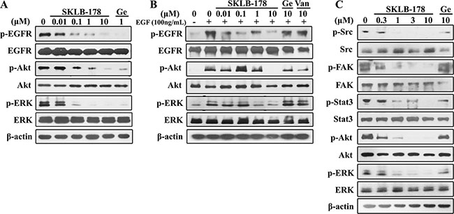 Inhibition of EGFR and Src autophosphorylation and inactivation of downstream signaling proteins in NSCLC cells by SKLB-178.