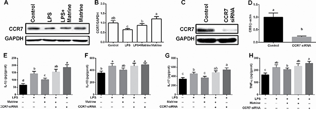 Effects of matrine, LPS, and CCR7-siRNA on CCR7 expression and inflammatory cytokines.