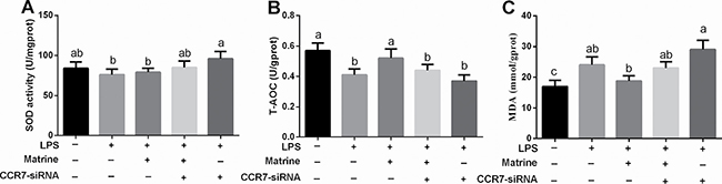 Effects of effects of matrine, LPS, and CCR7-siRNA on oxidative indexes.