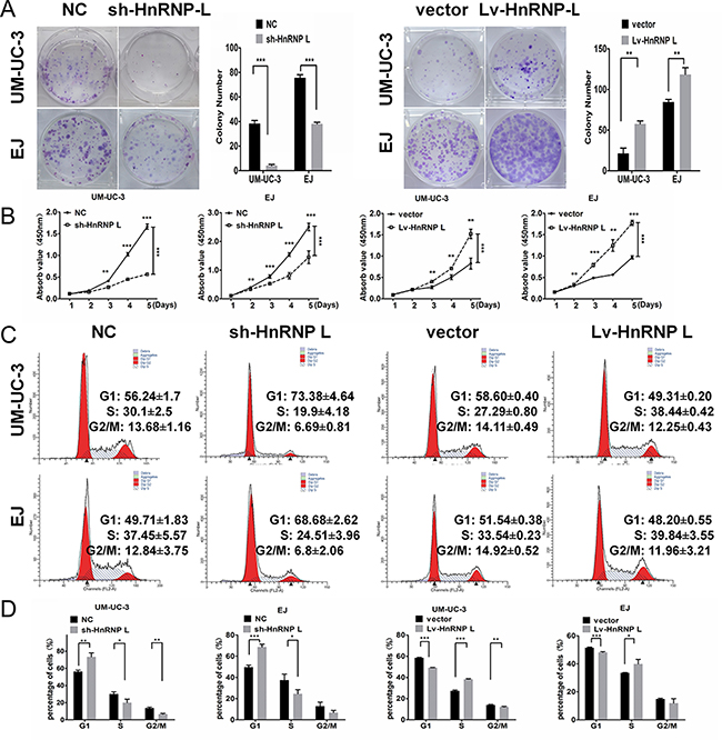 HnRNP-L stimulates proliferation and accelerates the cell cycle of UM-UC-3 and EJ cell lines.