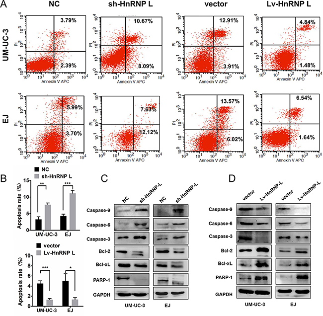 HnRNP-L expression affected the apoptosis in UM-UC-3 and EJ cells.
