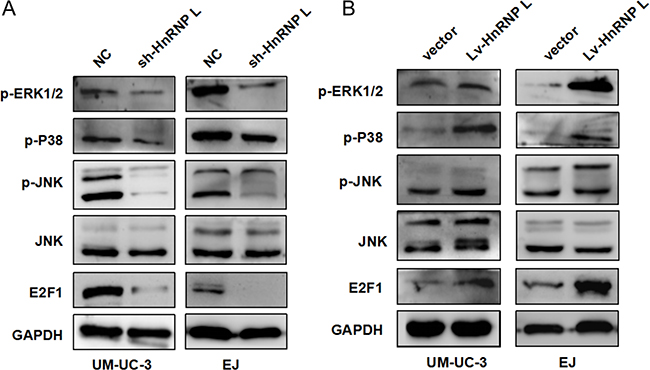 HnRNP-L expression affected the activation of MAPK signaling pathways.
