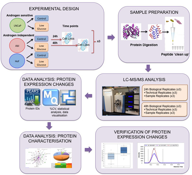 Experimental Workflow for Proteome scale analysis of the impact of glucose deprivation in prostate cancer cells.