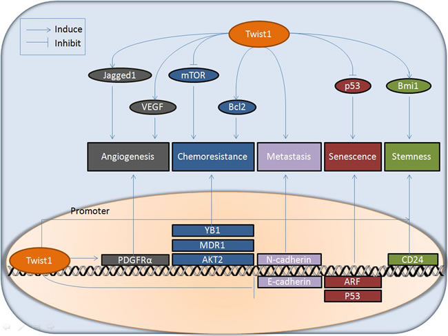 Figure2: Downstream effectors involved in multiple functions of Twist1 in cancer.