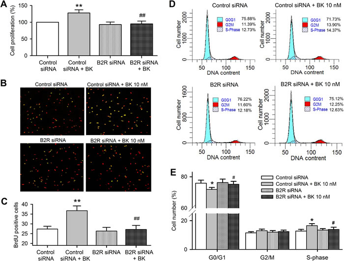 Bradykinin (BK) effects on cell cycling progression in human cardiac c-Kit