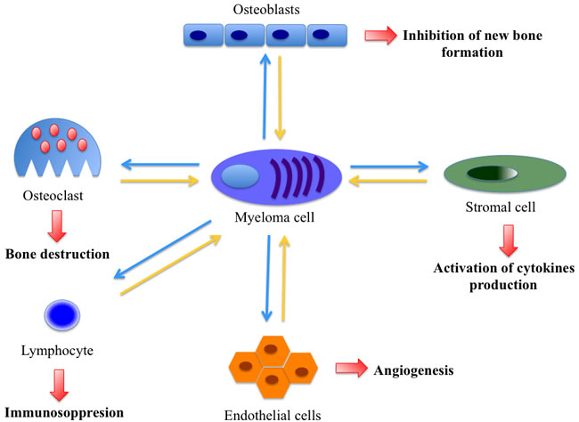 Interplay between various micro-environmental cells promoting angiogenesis and proliferation in multiple myeloma.