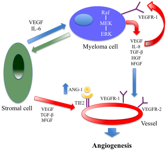 Autocrine and paracrine VEGF-mediated pathways in multiple myeloma: both are important for tumor angiogenesis and growth.
