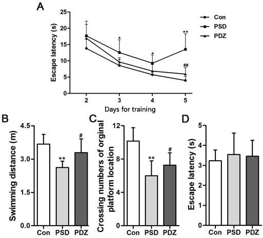 ZBPYR improves the performance of PSDACD rats in the Morris water maze test.