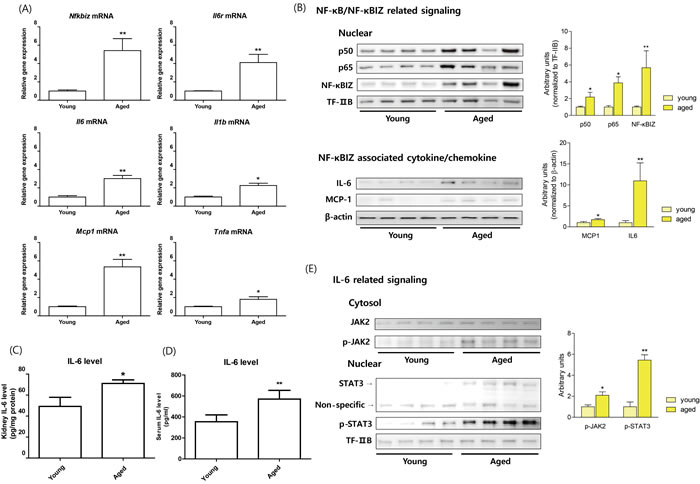 Increased NF-&#x3ba;BIZ and NF-&#x3ba;BIZ-related signaling in aged rat kidney.