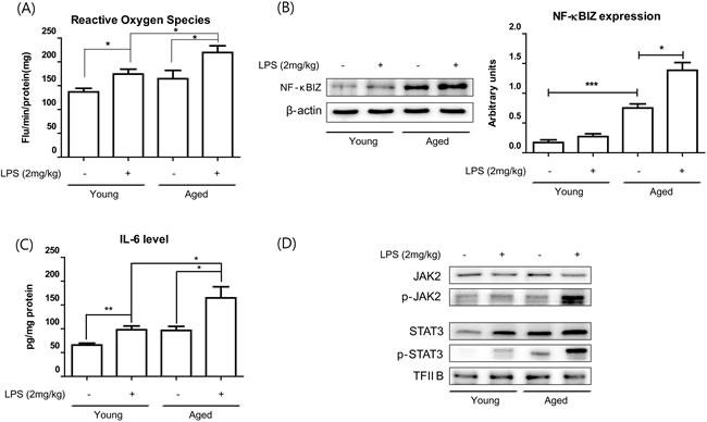 Aging potentiated LPS-induced NF-&#x3ba;BIZ activation.