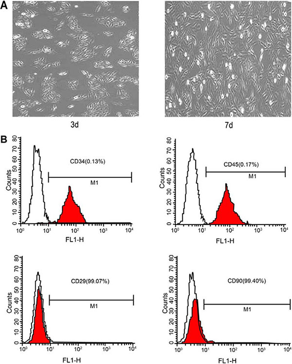 Observation of BMSCs through an electron microscope and flow cytometry assay.