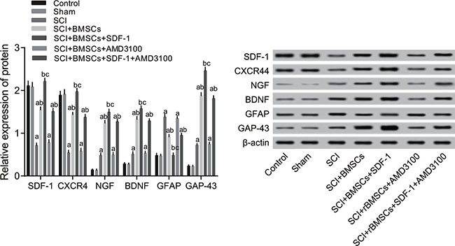 Comparison of the protein expression of SDF-1, CXCR4, NGF, BDNF, GFAP and GAP-43 detected through western blotting among the blank control, sham, SCI, SCI + BMSCs, SCI + BMSCs + SDF-1, SCI + BMSCs + AMD3100 and SCI + BMSCs + SDF-1 + AMD3100 groups.